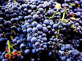 Tolpuddle Vineyard - Accommodation Coffs Harbour 0