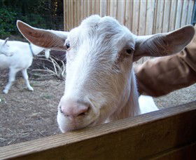 Drysdale Cheeses - Accommodation Coffs Harbour 0