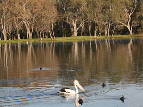 Drysdale Cheeses - Accommodation Coffs Harbour 7