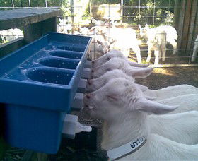 Drysdale Cheeses - Accommodation Coffs Harbour 9