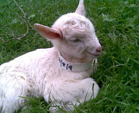 Drysdale Cheeses - Accommodation Coffs Harbour 12