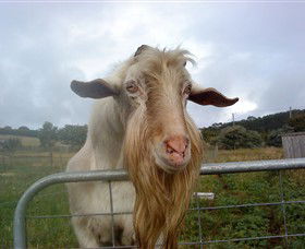 Drysdale Cheeses - Accommodation Coffs Harbour 16
