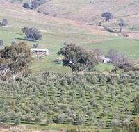 Wymah Organic Olives and Lambs - Accommodation Coffs Harbour