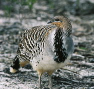 Yongergnow Australian Malleefowl Centre - Accommodation Coffs Harbour