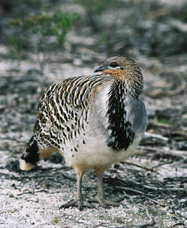 Yongergnow Australian Malleefowl Centre - Accommodation Coffs Harbour 0
