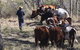Gleneden Organic Farm And The Gleneden Bullock Team - thumb 1