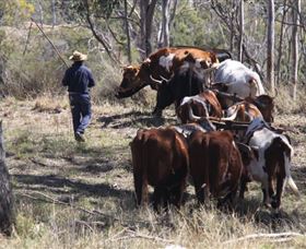 Gleneden Organic Farm And The Gleneden Bullock Team - Accommodation Coffs Harbour 1