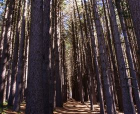 Sugarpine Walk - Accommodation Coffs Harbour 2