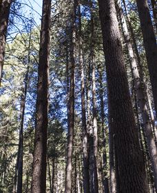 Sugarpine Walk - Accommodation Coffs Harbour 1