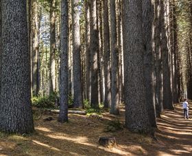 Sugarpine Walk - Accommodation Coffs Harbour 0