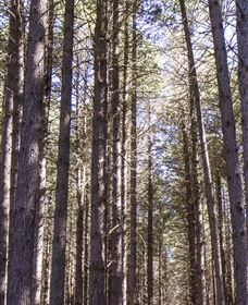 Sugarpine Walk - Accommodation Coffs Harbour 3