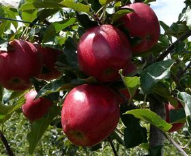 Wilgro Orchards - Accommodation Coffs Harbour 3