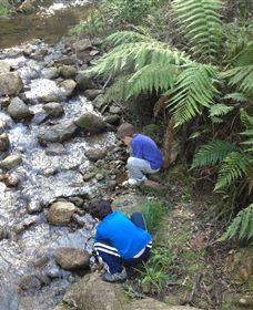 Shelley Forest Camp - Accommodation Coffs Harbour 2