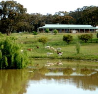 Clearview Alpacas - Accommodation Coffs Harbour