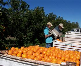 Gayndahs Big Orange - Accommodation Coffs Harbour 2