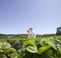 Sunny Ridge Strawberry Farm - Accommodation Coffs Harbour