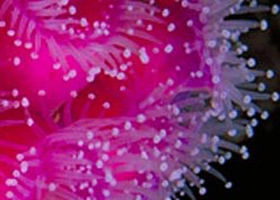  Accommodation Coffs Harbour
