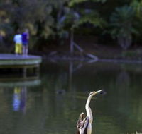 Birdwatching in the South Burnett - Accommodation Coffs Harbour