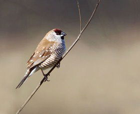 Capertee Valley Bird Trail - Accommodation Coffs Harbour 3