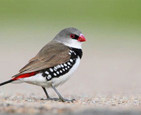 Capertee Valley Bird Trail - Accommodation Coffs Harbour 1