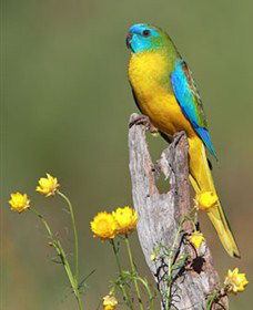 Capertee Valley Bird Trail - Accommodation Coffs Harbour 5