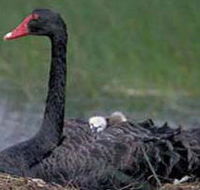 French Island Marine National Park - Accommodation Coffs Harbour