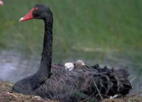 French Island Marine National Park - Accommodation Coffs Harbour 0