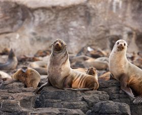 Phillip Island Nature Parks - Accommodation Coffs Harbour 1