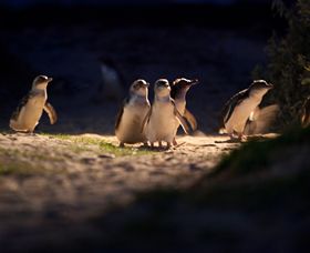 Phillip Island Nature Parks - Accommodation Coffs Harbour 0