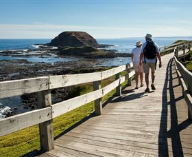 Phillip Island Nature Parks - Accommodation Coffs Harbour 3