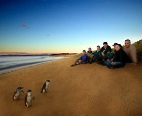 Phillip Island Nature Parks - Accommodation Coffs Harbour 7