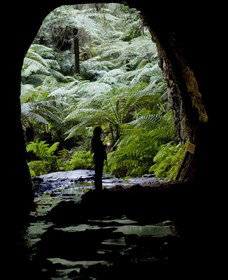 Glow Worm Tunnel - Accommodation Coffs Harbour 2