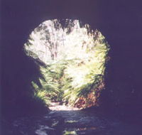Glow Worm Tunnel - Accommodation Coffs Harbour
