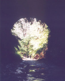 Glow Worm Tunnel - Accommodation Coffs Harbour 0