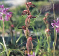 Carnamah-Eneabba Wildflower Drive - Accommodation Coffs Harbour
