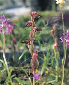 Carnamah-Eneabba Wildflower Drive - Accommodation Coffs Harbour 0