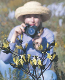 Carnamah-Eneabba Wildflower Drive - Accommodation Coffs Harbour 1