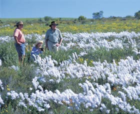 Carnamah-Eneabba Wildflower Drive - Accommodation Coffs Harbour 2