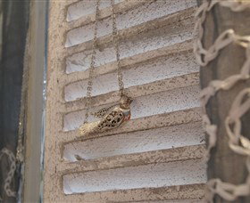 Sacs On Jenkins - Accommodation Coffs Harbour 6