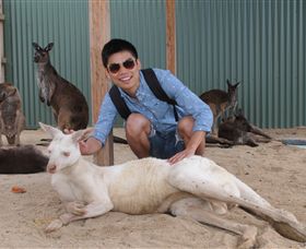 Maru Koala And Animal Park - Accommodation Coffs Harbour 2