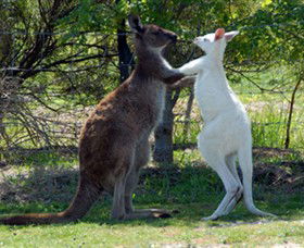 Maru Koala And Animal Park - Accommodation Coffs Harbour 5