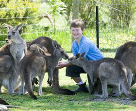 Maru Koala And Animal Park - Accommodation Coffs Harbour 4