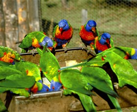Canberra Walk In Aviary - Accommodation Coffs Harbour 1