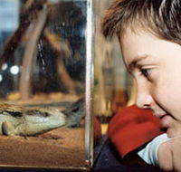 Canberra Reptile Zoo - Accommodation Coffs Harbour