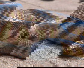 Canberra Reptile Zoo - Accommodation Coffs Harbour 1