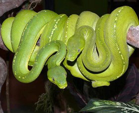 Canberra Reptile Zoo - Accommodation Coffs Harbour 2