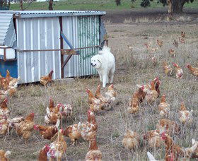 Northside Farmers Market - Accommodation Coffs Harbour 1