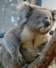 National Zoo & Aquarium - Accommodation Coffs Harbour 5