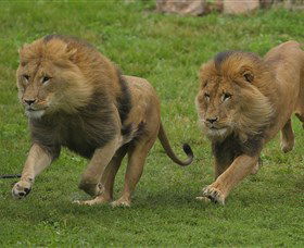 National Zoo & Aquarium - Accommodation Coffs Harbour 4