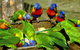 Canberra Walk In Aviary - thumb 4
